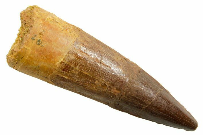 Fossil Spinosaurus Tooth - Real Dinosaur Tooth #364224